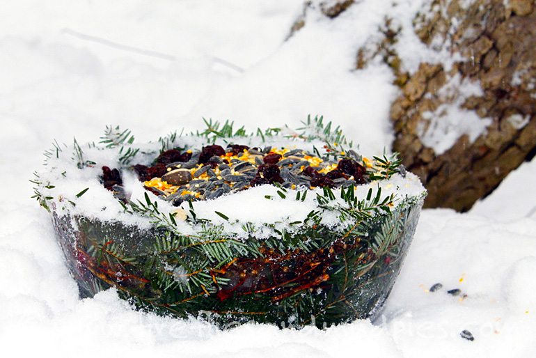 Ice Bowl Bird Feeder | Fireflies and Mud Pies