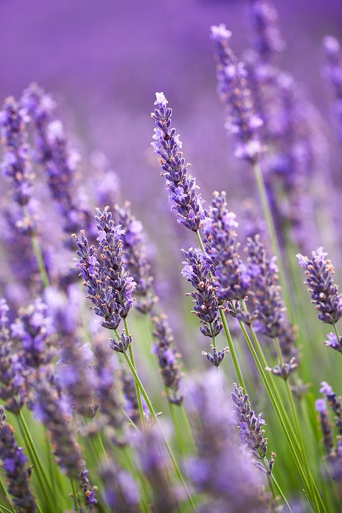Curious about essential oils? This post briefly shares the history and science behind essential oils. A great beginner's intro!