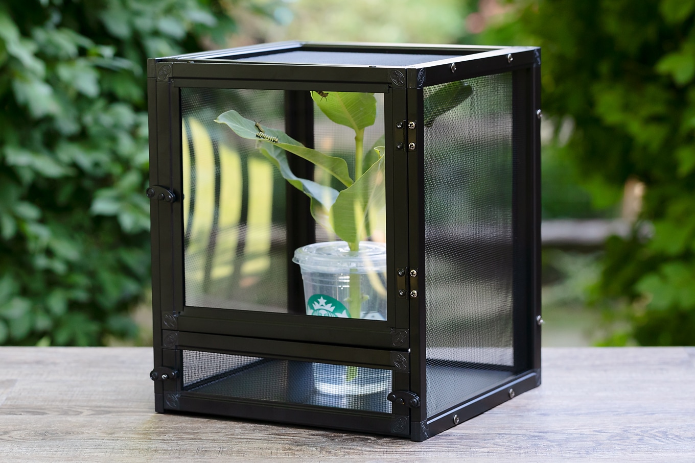 Raising Butterflies Outside Raising Butterflies Outside