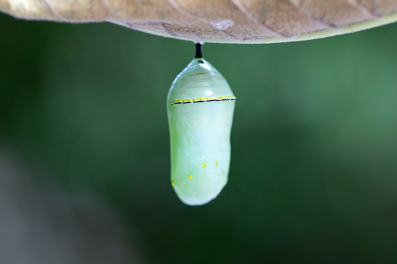 Monarch Caterpillar Chrysalis Monarch Caterpillar Chrysalis
