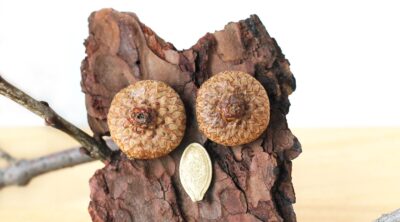 Nature Owl Craft for Kids