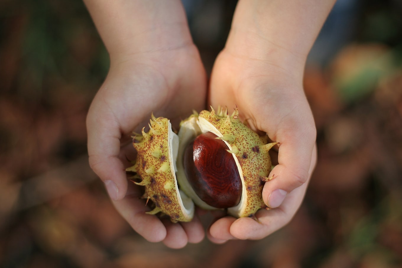 Child Holding Chestnut on Nature Walk Child Holding Chestnut on Nature Walk