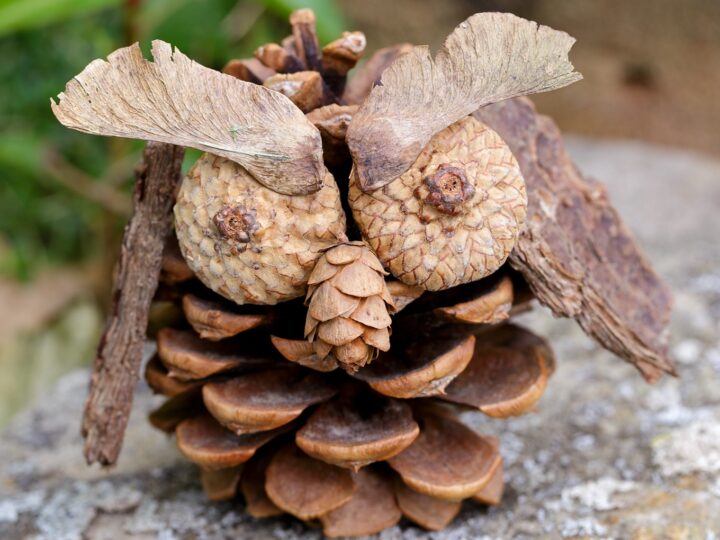 Pine Cone Owl Craft