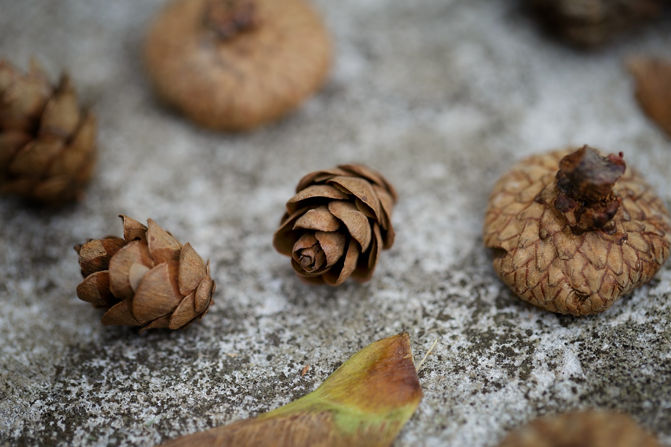 Pine Cones and Acorn Caps for Nature Crafting