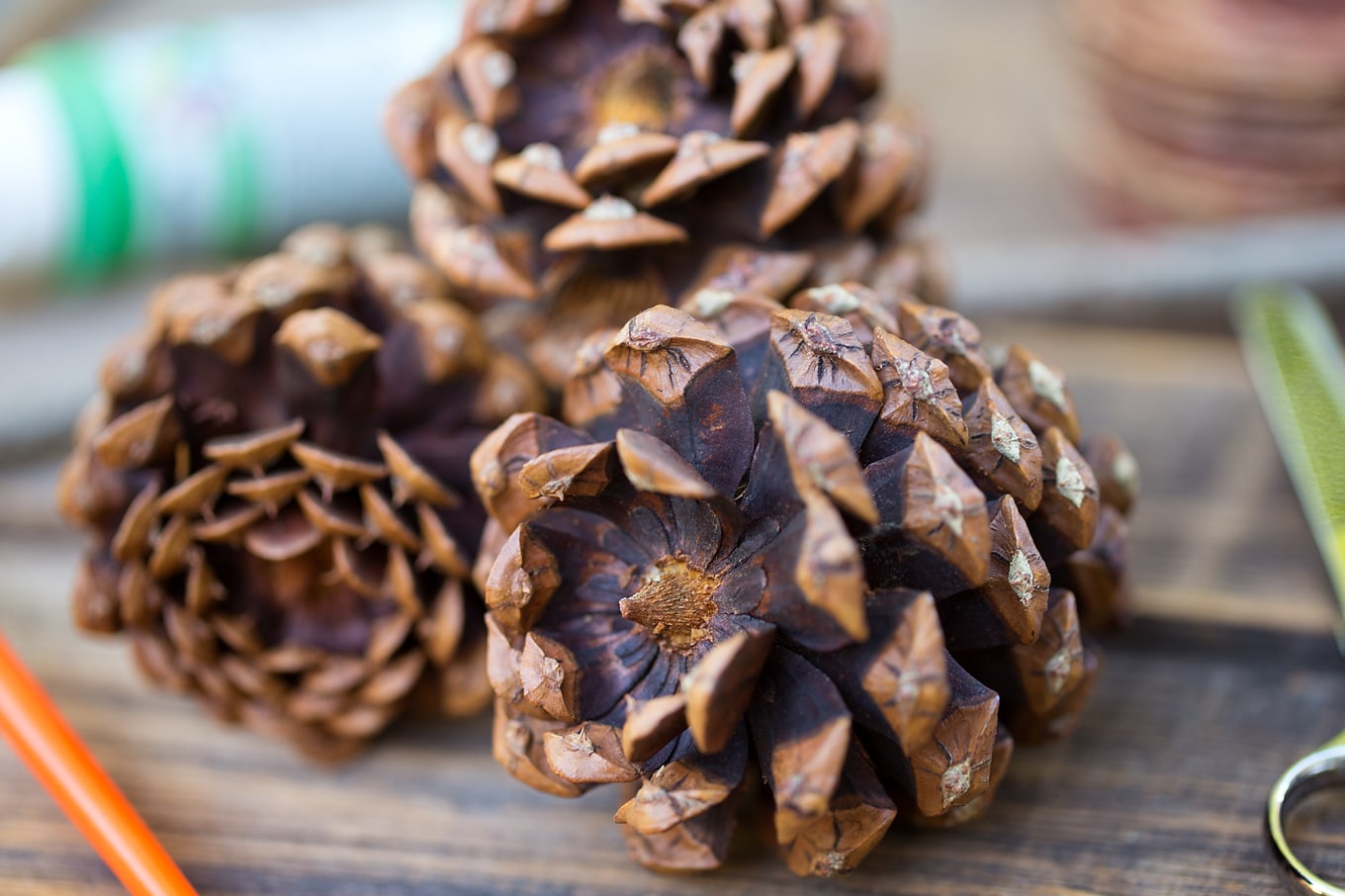 Pine Cones for Nature Craft Pine Cones for Nature Craft