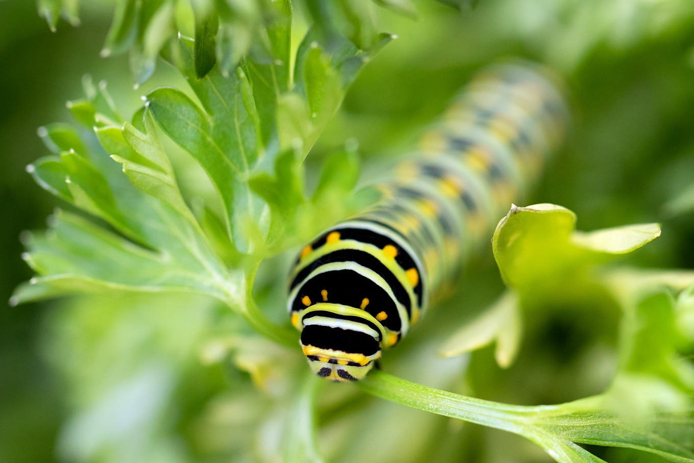 Black Swallowtail Larva Black Swallowtail Larva