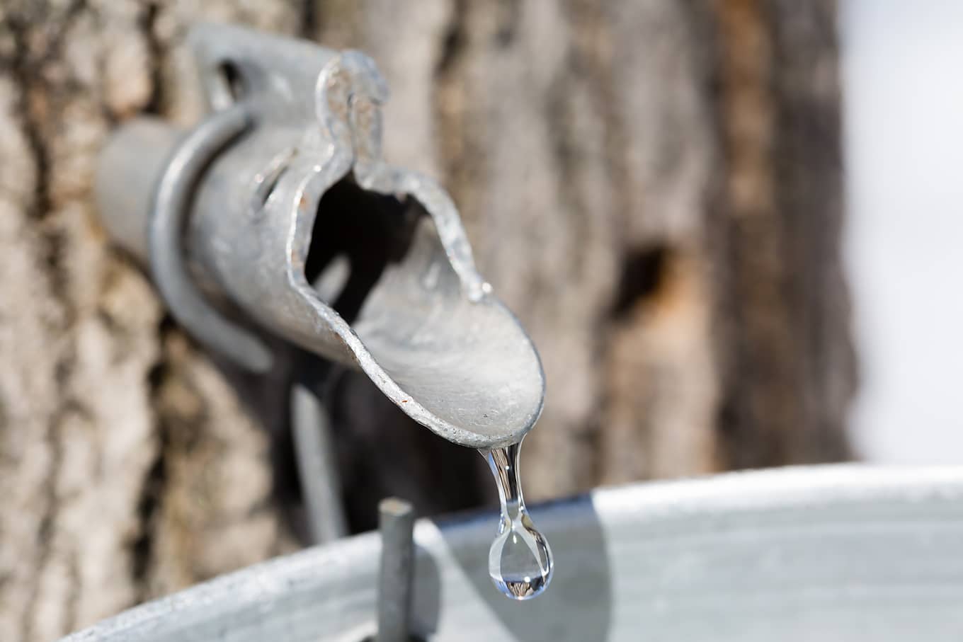 Maple Tree Tap Maple Tree Tap