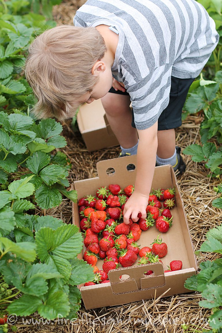 Go strawberry picking for awesome summer fun! | Fireflies and Mud Pies