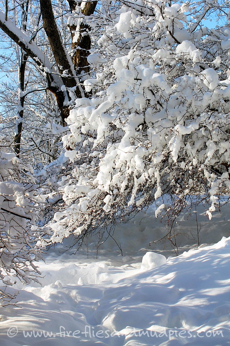 Snow Covered Trees on a Winter Nature Hike | Fireflies and Mud Pies