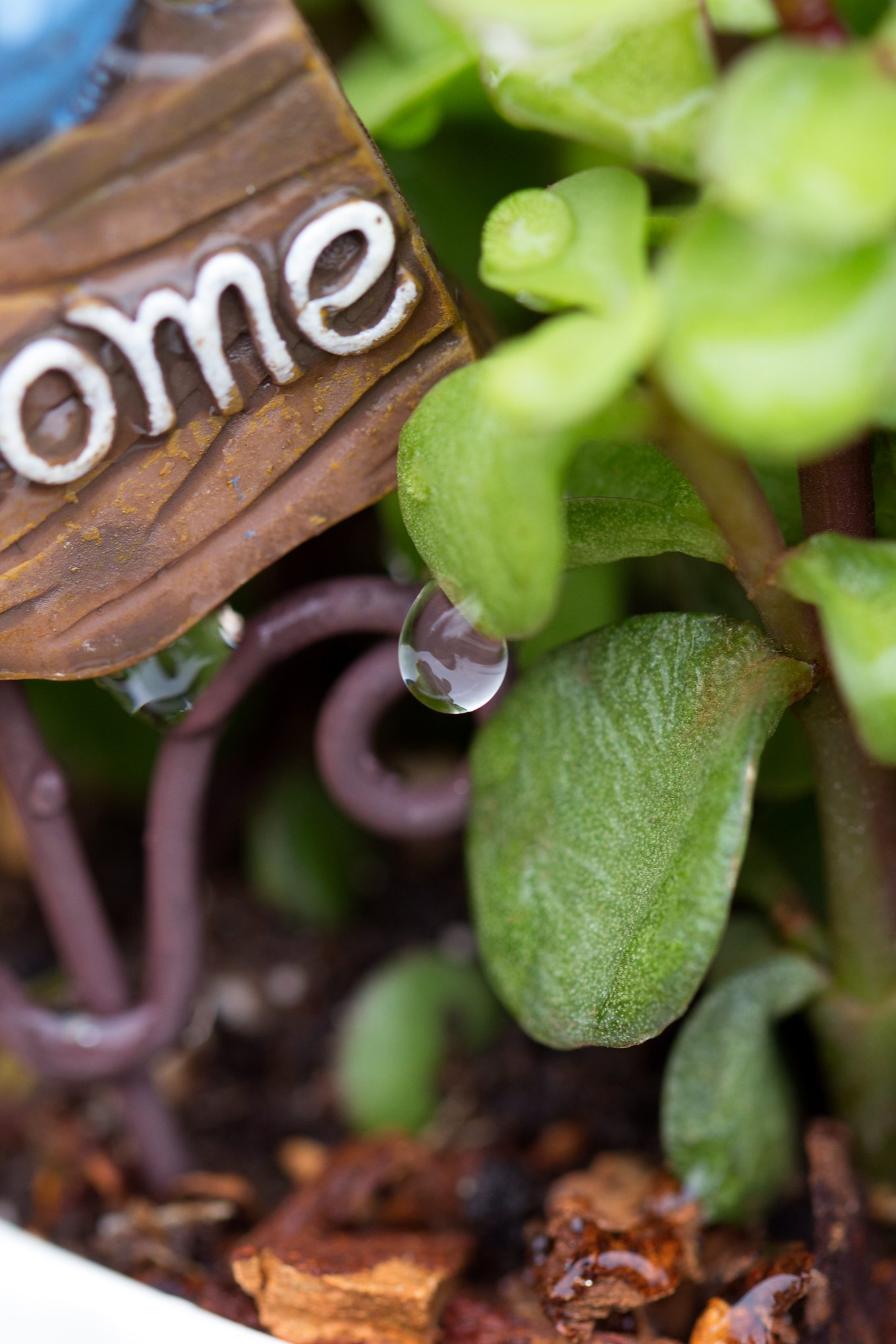 Bring the magic of fairies inside your home with a miniature teacup fairy garden. Perfect for Mother's Day, birthday parties, and sunny windows!