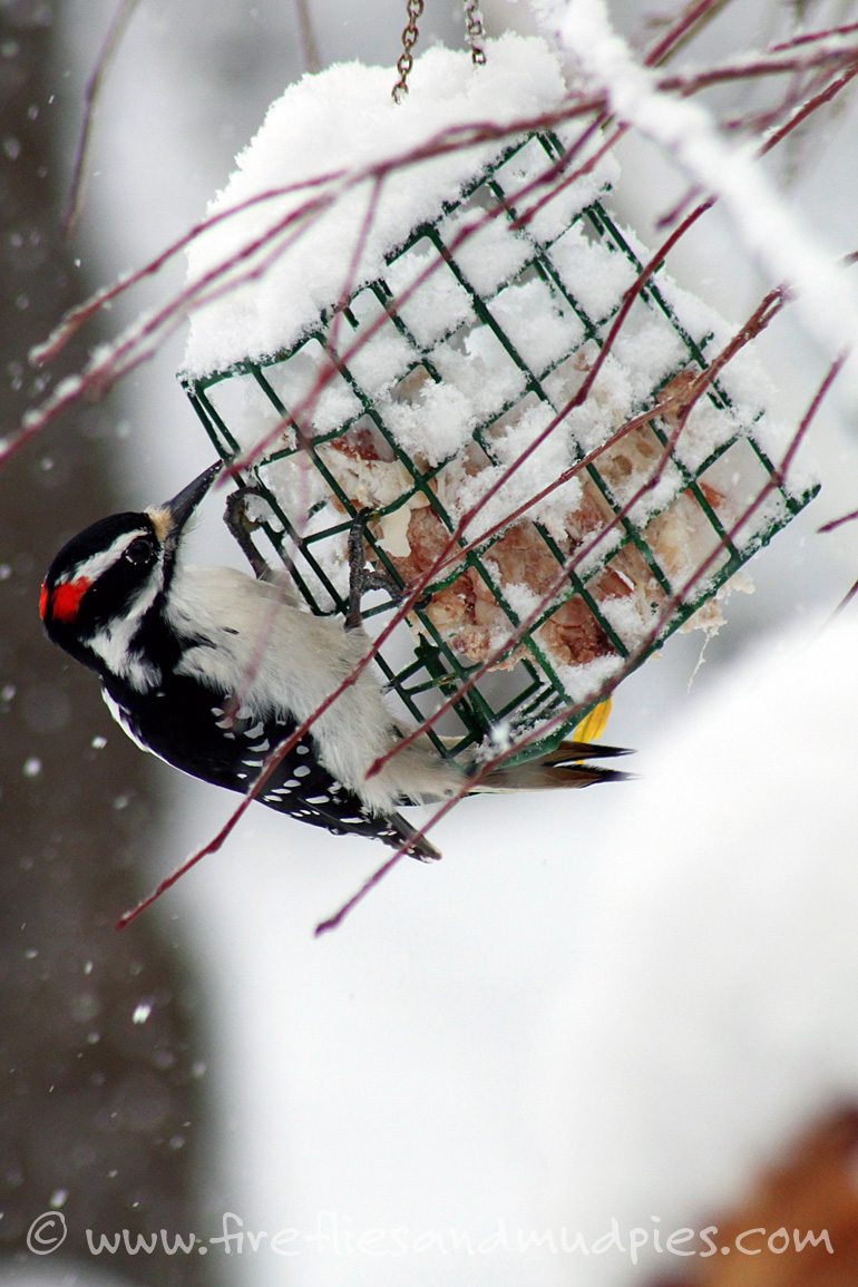 Feed the birds in winter.