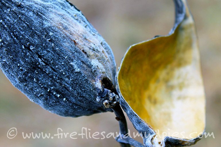 Milkweed Pod | Fireflies and Mud Pies