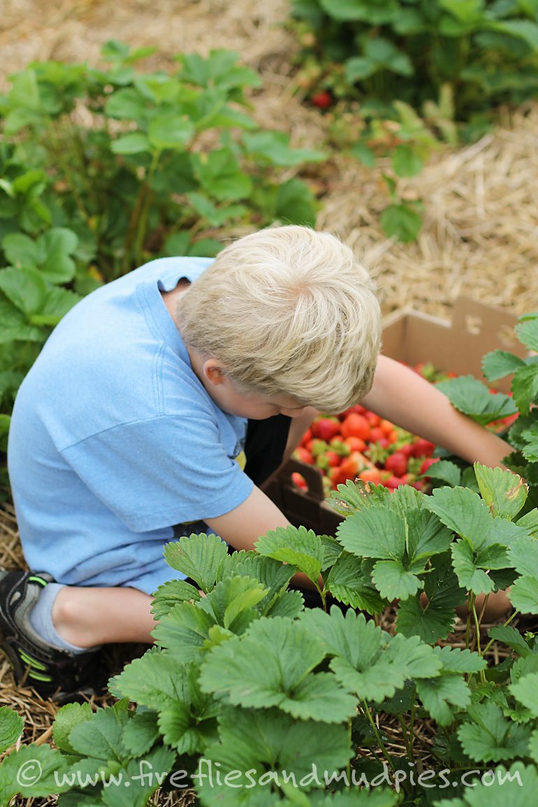 Take the family strawberry picking for great summer fun! | Fireflies and Mud Pies