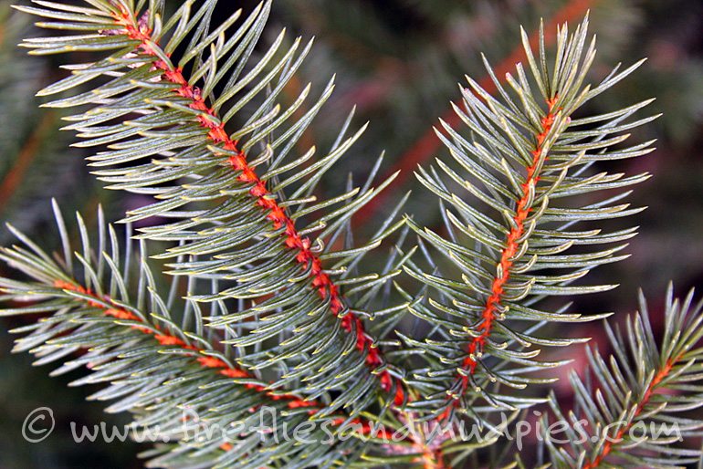 Heart Shaped Pines | Fireflies and Mud Pies
