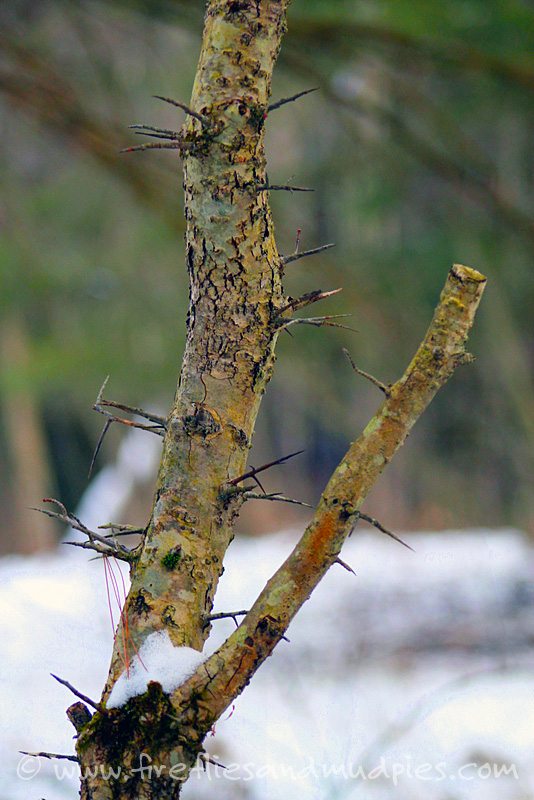 Prickly Tree | Fireflies and Mud Pies