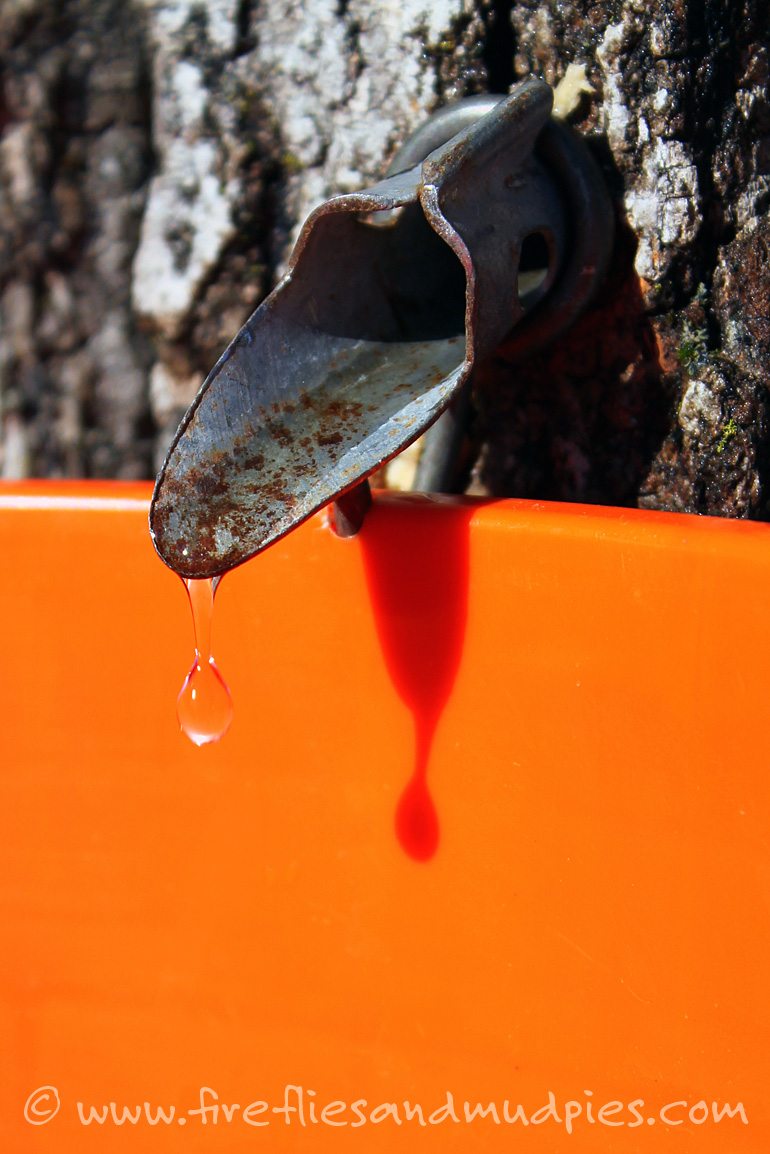 Sugar Maple Sap Dropping from the Spile | Fireflies and Mud Pies