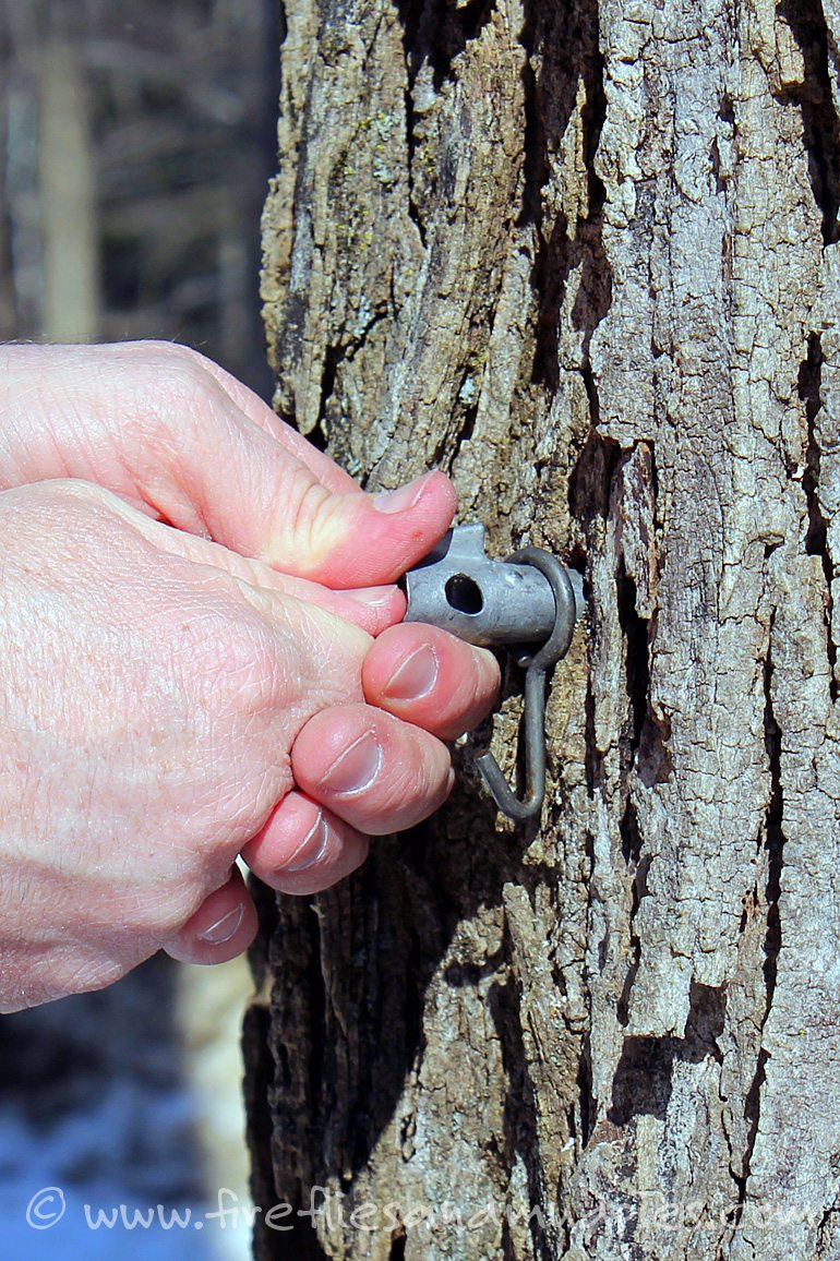 Pressing a Spile into a Sugar Maple | Fireflies and Mud Pies