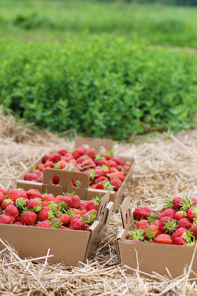 Take the family strawberry picking! | Fireflies and Mud Pies